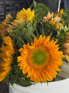 A nice sunny day at the CopakeHillsdale farmers market.😊 1 August 2026z